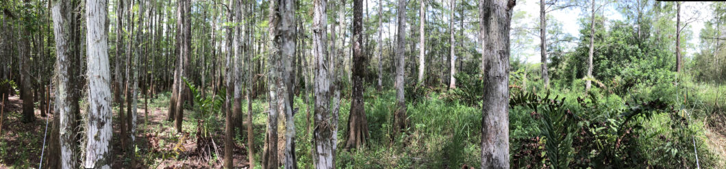 Remnant pond cypress swamp (Photo Credit: Pamela Fetterman)
