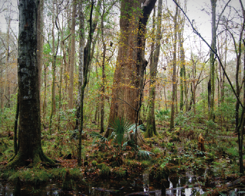 Botanical Life, Natural Lands Management, + Sustainability at University of North Florida Tour