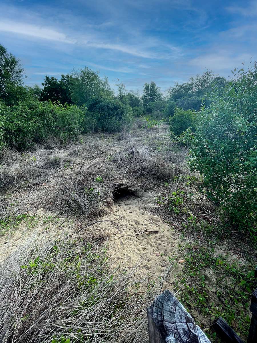 A gopher turtle habitat on the Florida Scrub-Jay Trail.