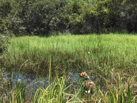 Wetland Mitigation Area with Torpedo Grass
