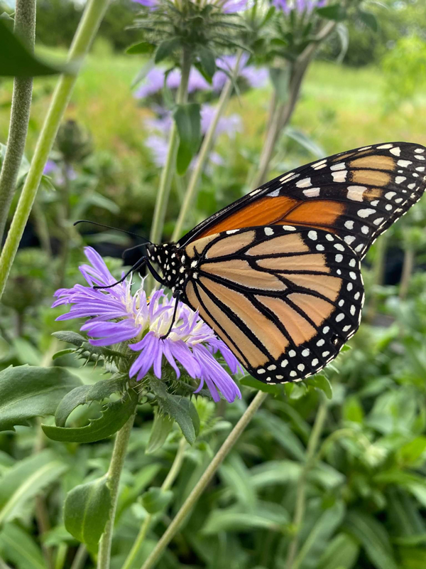 Green Isle Gardens Butterfly